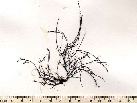 Image of Gracilariales