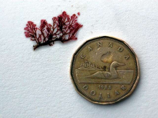 Image of An Order of Red Algae