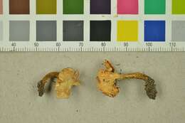 Image of Chanterelles