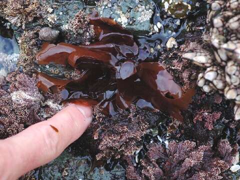 Image of Schizymenia tenuis