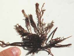 Image of An Order of Red Algae