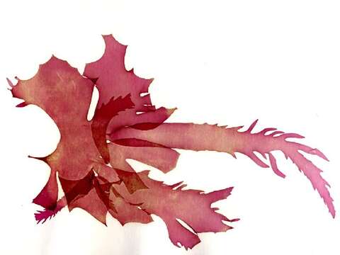 Image de Halymenia floresii