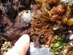 Image of An Order of Red Algae