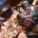 Image of Colaconemataceae