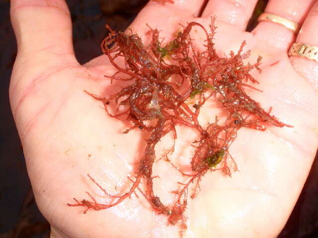 Image of An Order of Red Algae