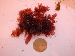 Image of An Order of Red Algae