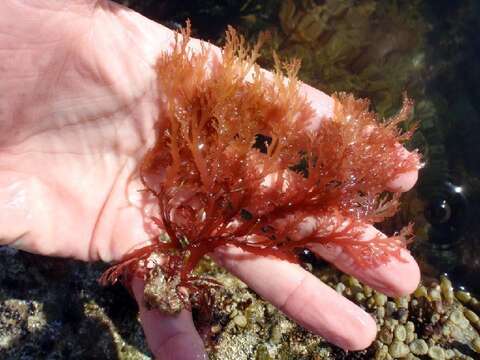 Image of Callophyllis cervicornis