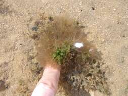 Image of Centroceras clavulatum