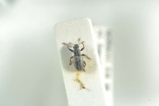 Image of Broad-nosed Weevils