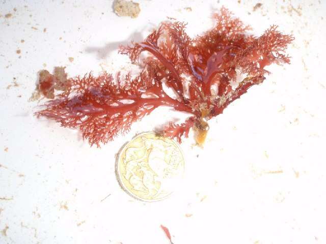 Image of Callophyllis