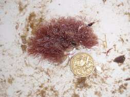 Image of Red Coralline Algae