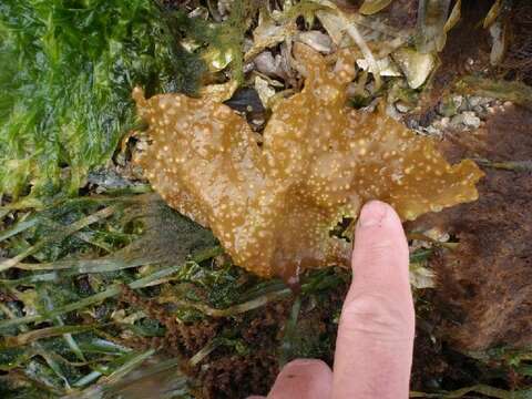 Image of Mazzaella macrocarpa