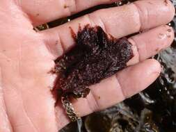 Image of An Order of Red Algae