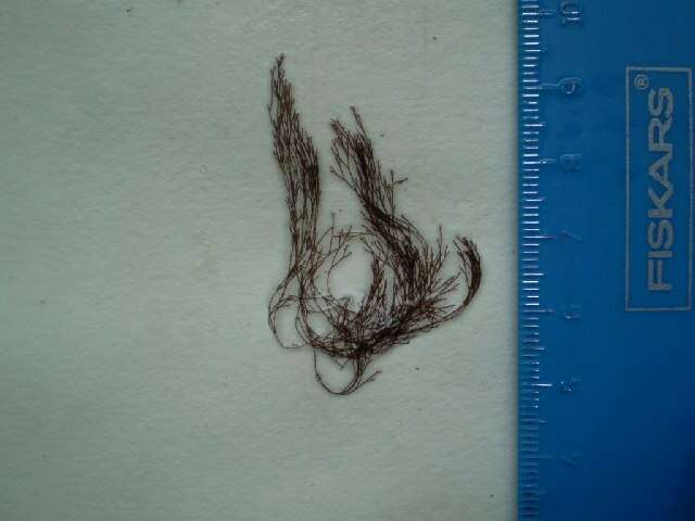 Image of Centroceras clavulatum