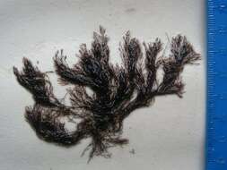 Image of Centroceras clavulatum