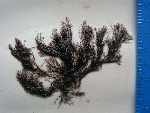 Image of Centroceras clavulatum