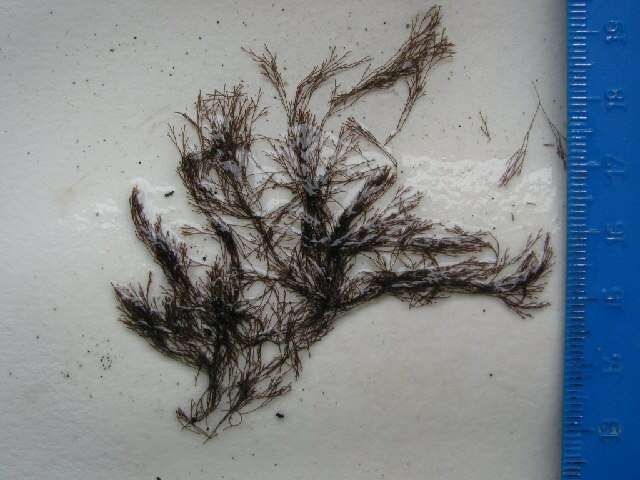 Image of Centroceras clavulatum