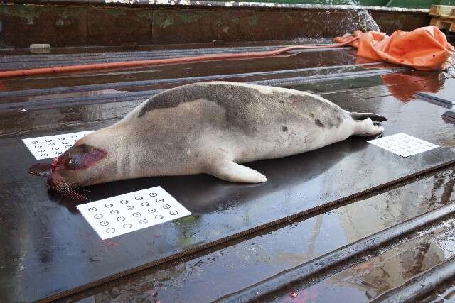 Image of earless seals