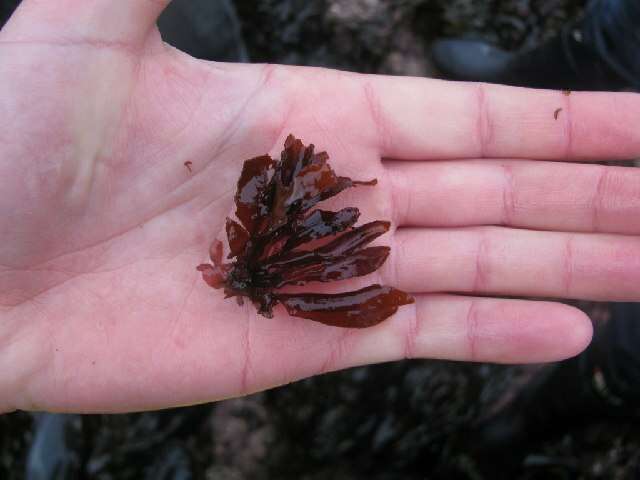 Image of Erythrophyllum delesserioides