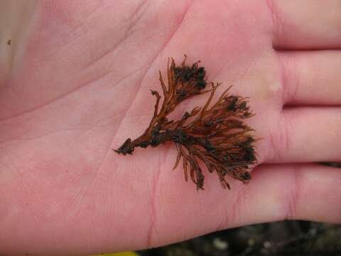 Image of Odonthalia floccosa