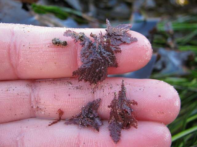 Image of Bossiella frondifera