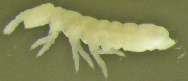 Image of Onychiurinae