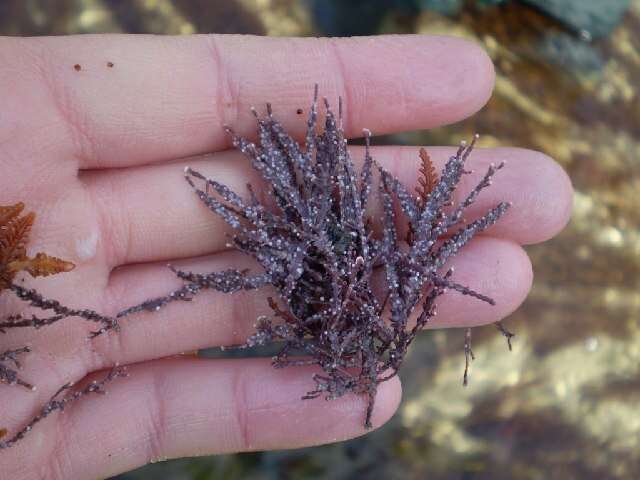 Image of Bossiella dichotoma