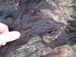 Image of Centroceras clavulatum