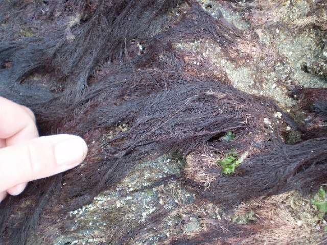 Image of Centroceras clavulatum