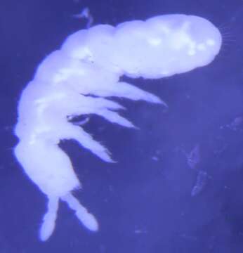 Image of Rootfeeding Springtails