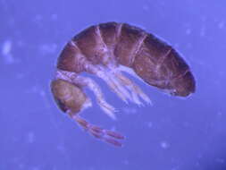 Image of Epitheliozoa