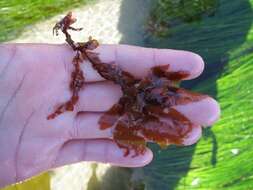 Image of red algae