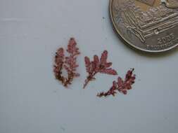 Image of An Order of Red Algae