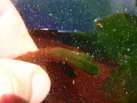 Image of red algae