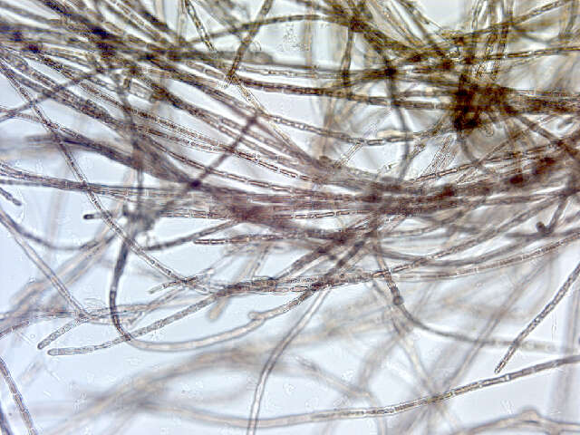 Image of Florideophyceae