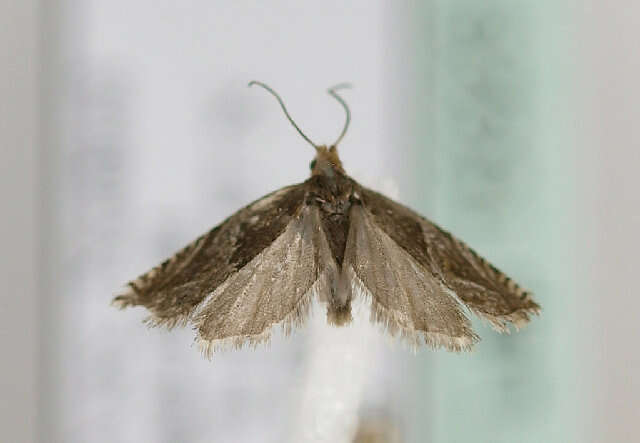 Image of Moth