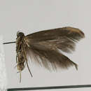 Image of Scythris fuscoaenea Haworth 1828