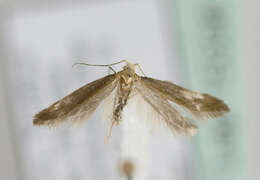 Image of <i>Argyresthia kulfani</i>