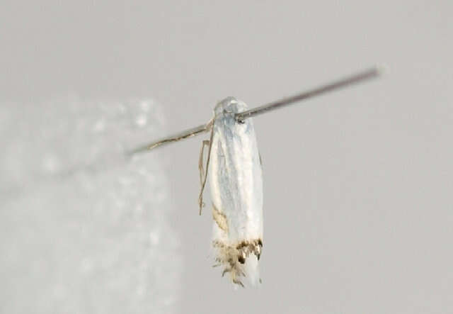 Слика од Leucoptera laburnella Stainton