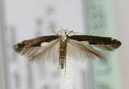 Image of Argyresthia pulchella Zeller 1846