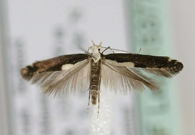 Image of Argyresthia pulchella Zeller 1846