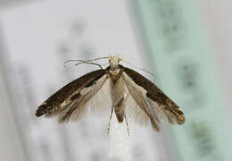 Image of Argyresthia pulchella Zeller 1846