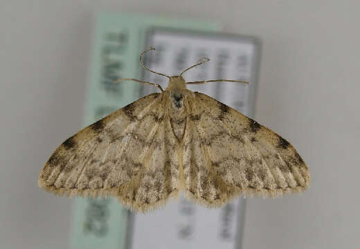 Image of Idaea contiguaria Hübner 1798