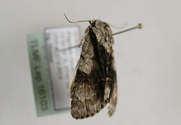 Acronicta alni Linnaeus 1767 resmi