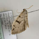 Image of V-moth