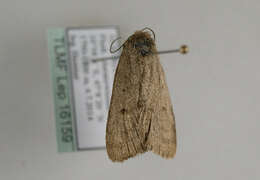 Image of Marsh moth