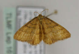 صورة Idaea serpentata Hüfnagel 1767