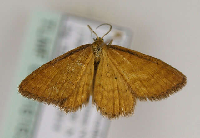 صورة Idaea serpentata Hüfnagel 1767