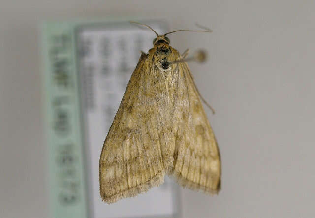 صورة Sitochroa verticalis Linnaeus 1758