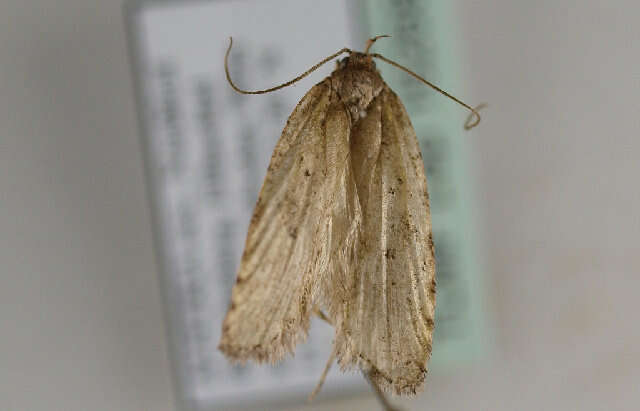 Image of Agonopterix ciliella Stainton 1849